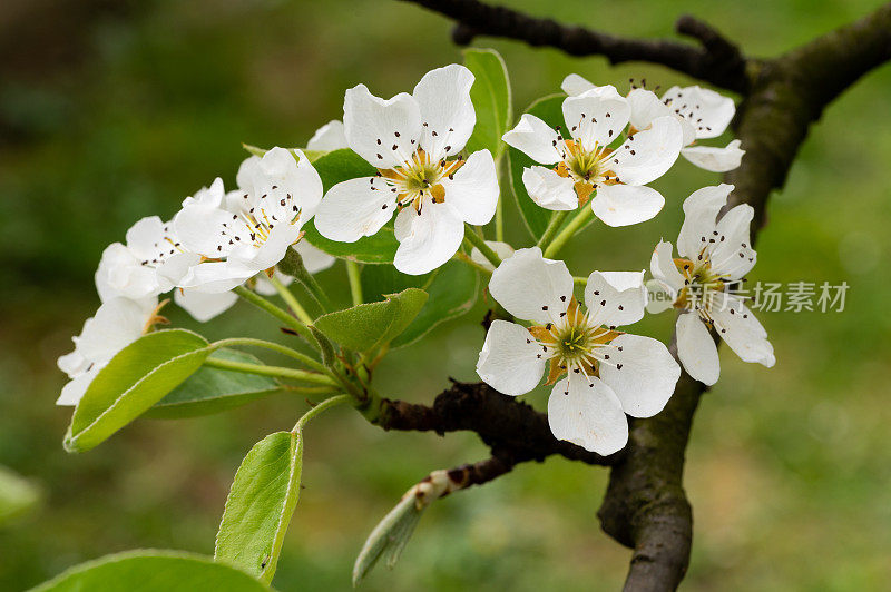 梨树(Pyrus communis)在花园里开花